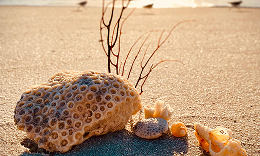 Seaside Still Life by Lorie Ofir